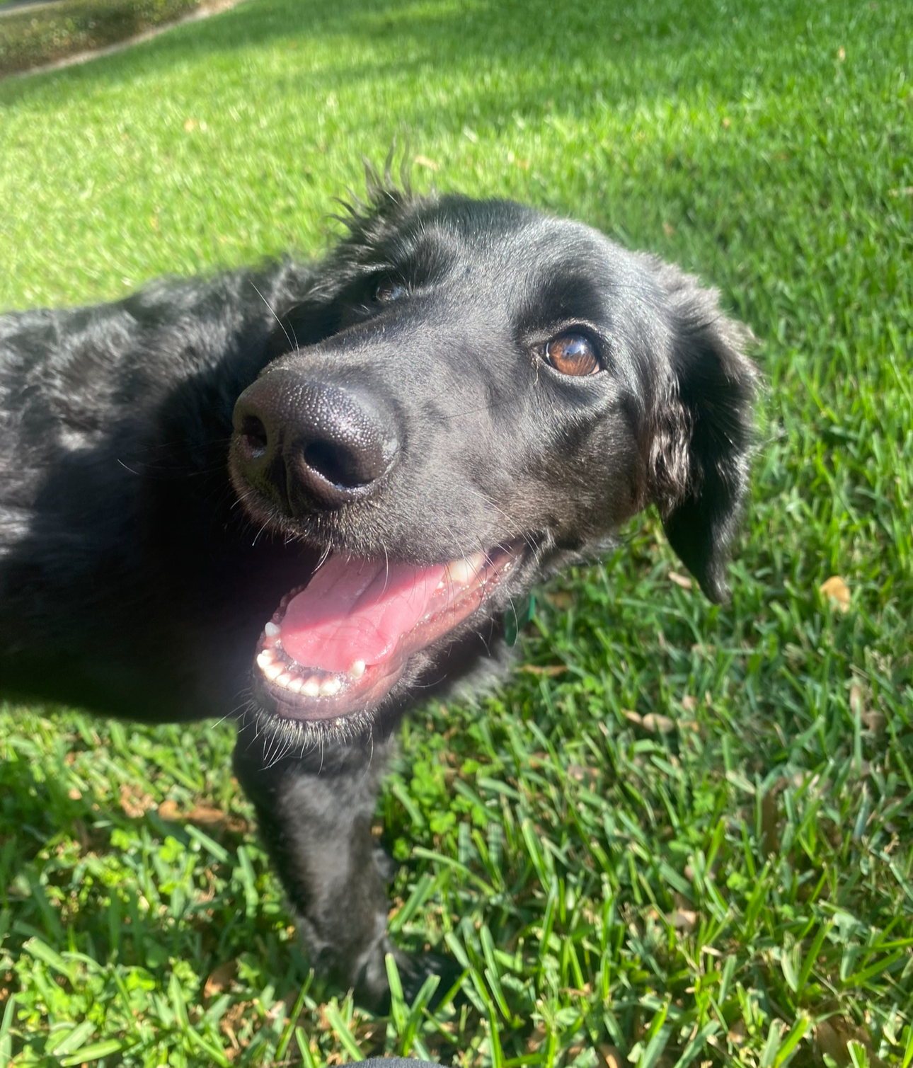 Molly with a happy expression on grass