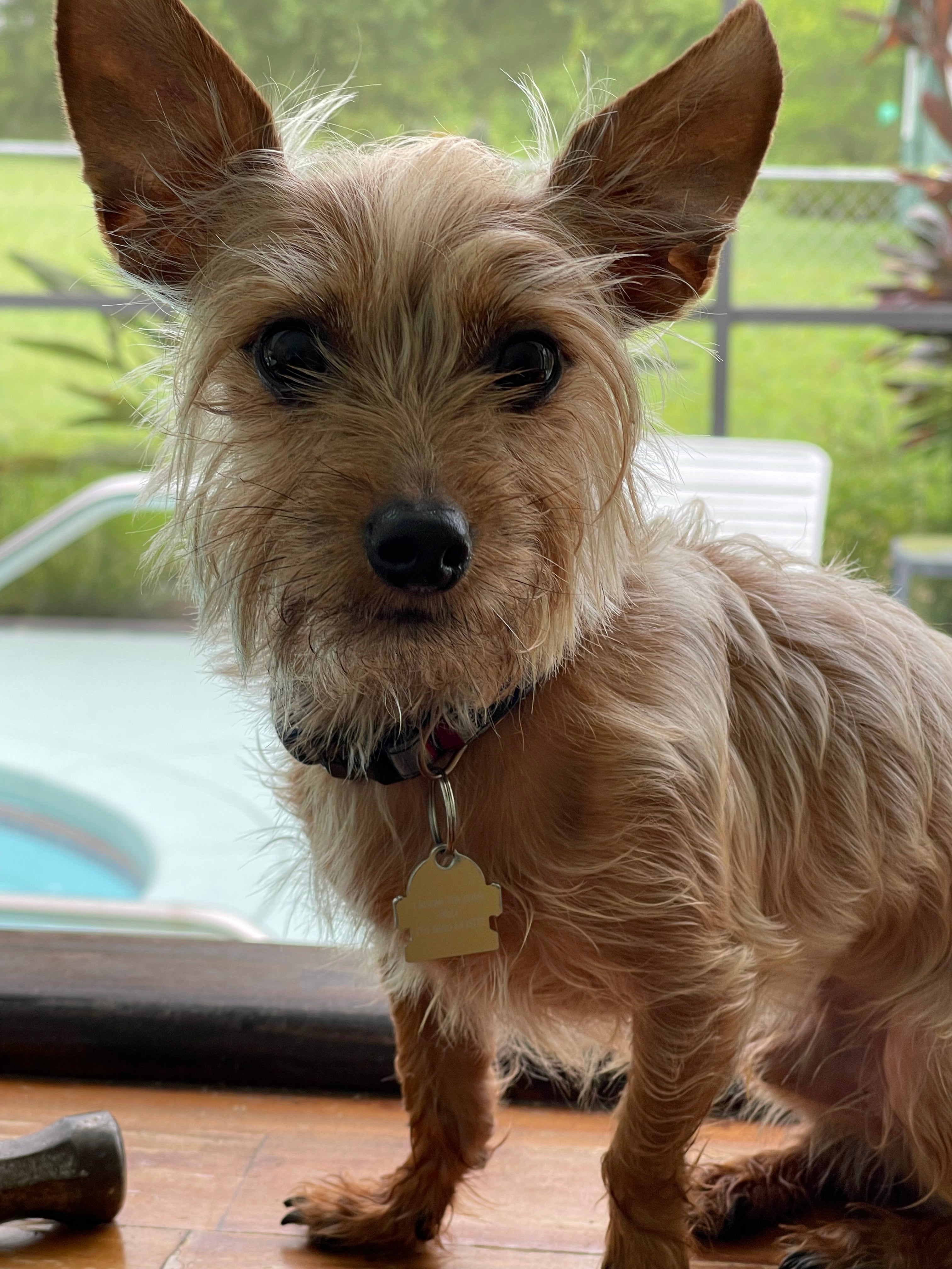 Small dog standing on a wooden floor with a blurred background