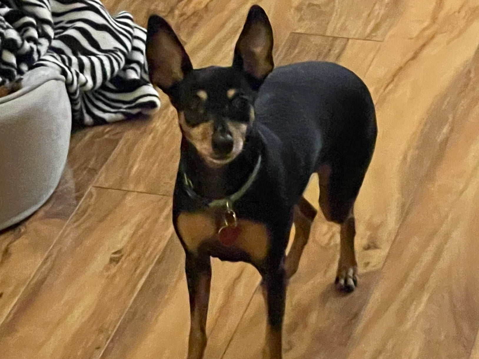 One dog in a living room with a couch and wooden floor.